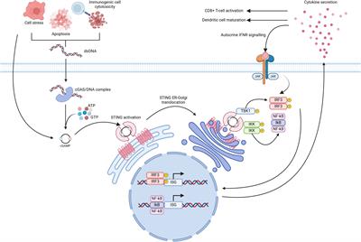 Make it STING: nanotechnological approaches for activating cGAS/STING as an immunomodulatory node in osteosarcoma